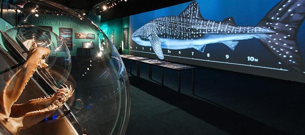 Planet_Shark_Whale_Shark.jpg